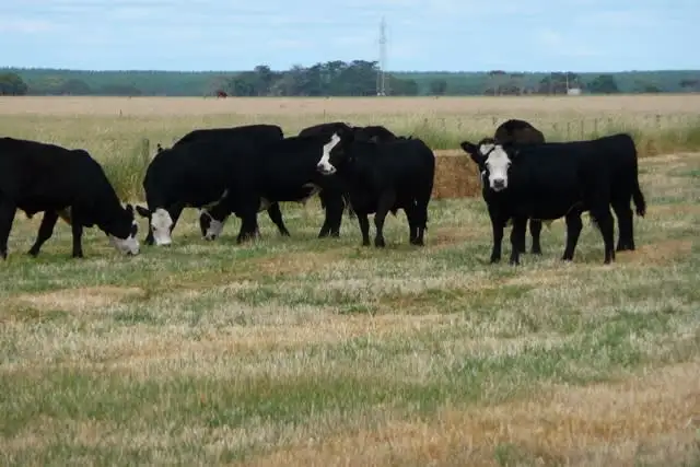 Third view of Homely rural property listing, Lot 349 Gowers Road, Tantanoola SA 5280