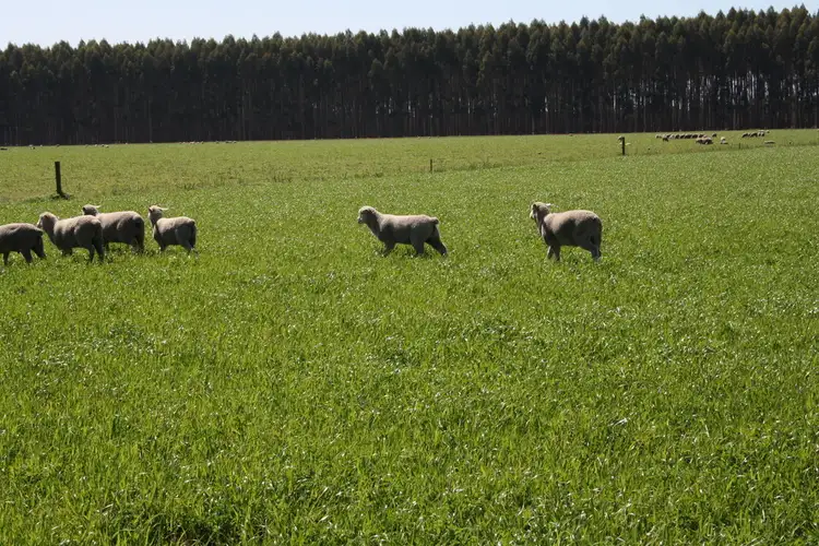 Seventh view of Homely rural property listing, 00 Cluain Lane, Lucindale SA 5272