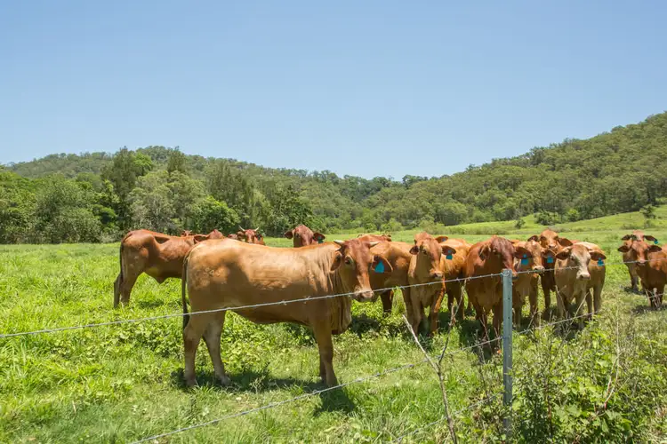 Second view of Homely rural property listing, 168 Sams Road, Dows Creek QLD 4754