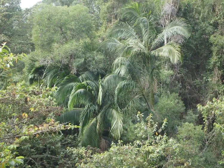 Fourth view of Homely land listing, 385 Old Tewantin Road, Lake Macdonald QLD 4563