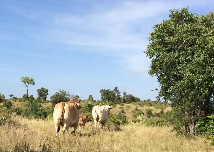 Sixth view of Homely rural property listing, Address available on request