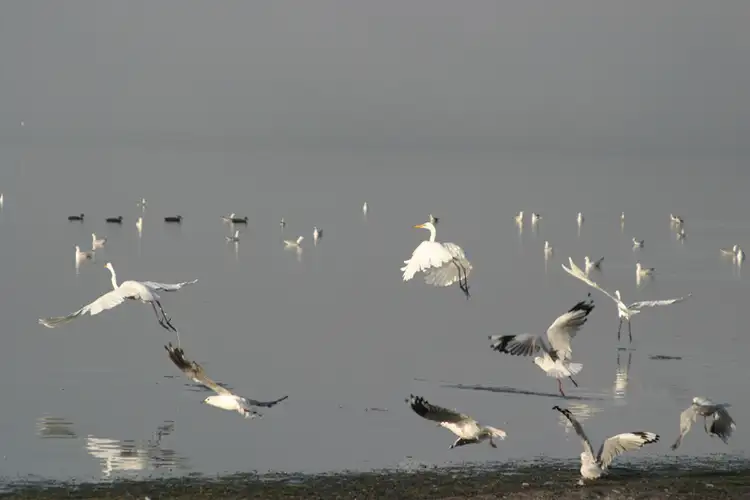 Sixth view of Homely land listing, Lot 326 Gallinago Loop, Coodanup WA 6210