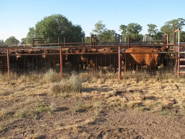 Seventh view of Homely rural property listing, Bushells, Stumpy Lane Rd, Narrabri NSW 2390
