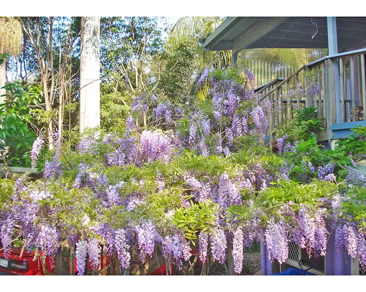 Main view of Homely house listing, 10 North Street, Tamborine Mountain QLD 4272