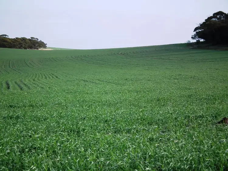 Fifth view of Homely rural property listing, Section 12 Wickstein Road, Darke Peak SA 5642