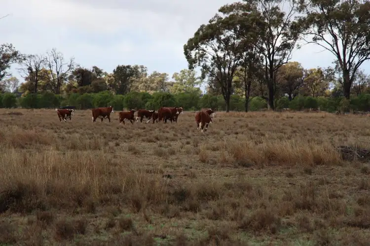 Second view of Homely rural property listing, Lot 10 Mooroobie Lane, Goondiwindi QLD 4390