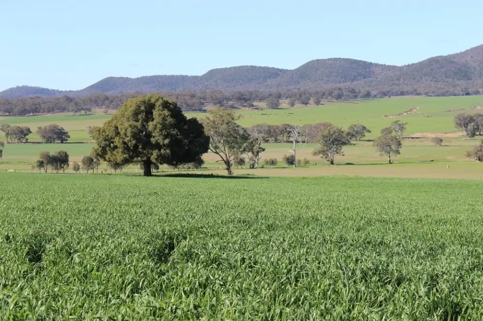 Main view of Homely rural property listing, 1520 Loombah Road, Yeoval NSW 2868