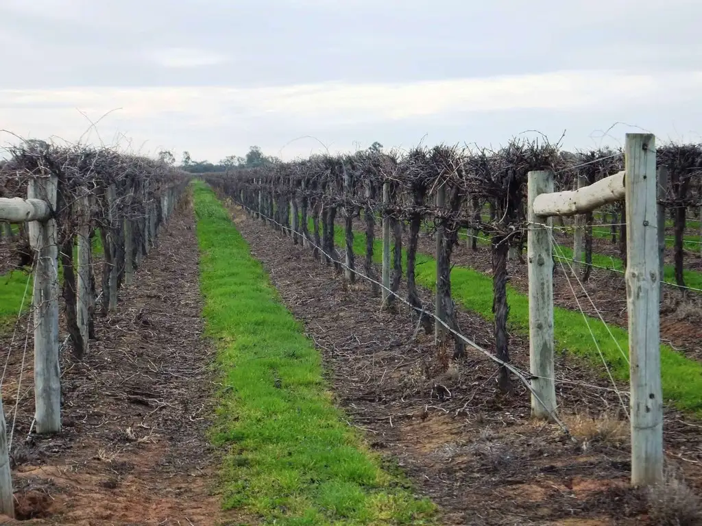 Main view of Homely rural property listing, . Edey Road (Vineyard), Red Cliffs VIC 3496