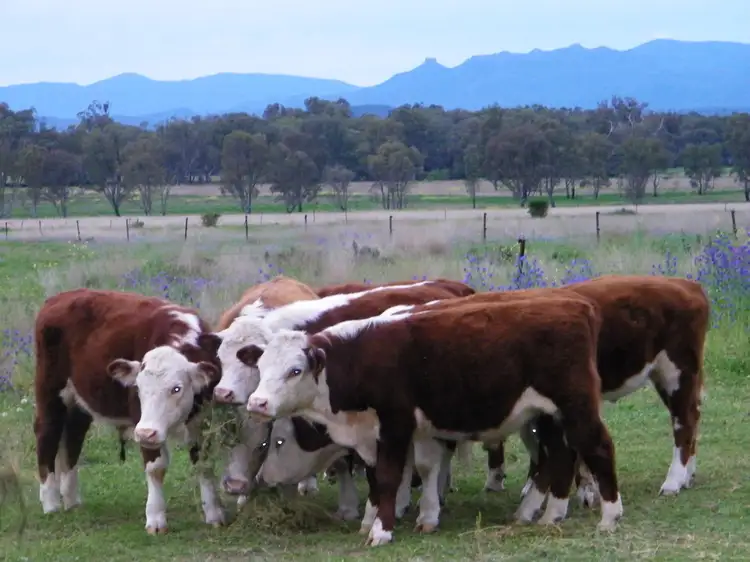 Fourth view of Homely rural property listing, 53 Pandora Lane, Narrabri NSW 2390