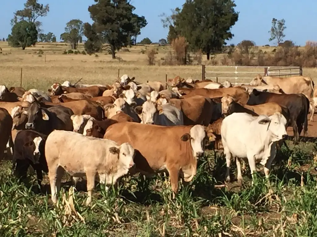 Main view of Homely rural property listing, " Wollambi ", Meandarra QLD 4422