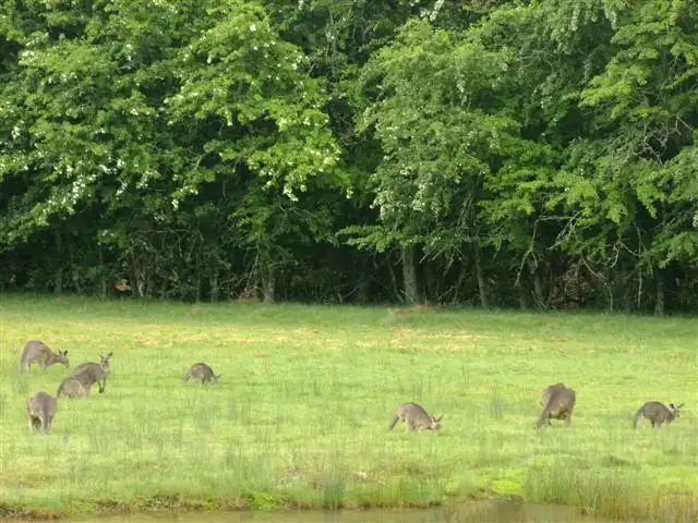 Third view of Homely rural property listing, 3864 Hill End Road, Hill End NSW 2850