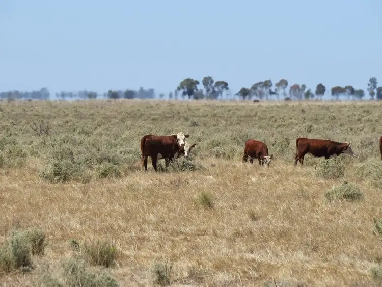 Third view of Homely rural property listing, "Dandaloo" Noorong Road, Barham NSW 2732
