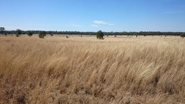1408 ORALLO ROAD, Bungeworgorai QLD 4455