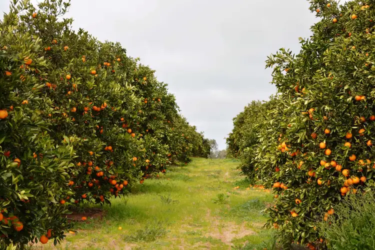 Sixth view of Homely rural property listing, 8609 Murray Valley Highway, Boundary Bend VIC 3599