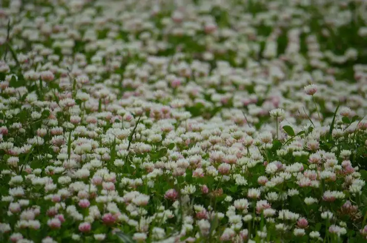 Seventh view of Homely rural property listing, 24244 Princes Highway, Lucindale SA 5272