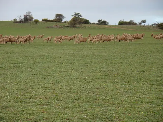 Seventh view of Homely rural property listing, Lot 2 Murphy-Yetna Road, Nanson WA 6532