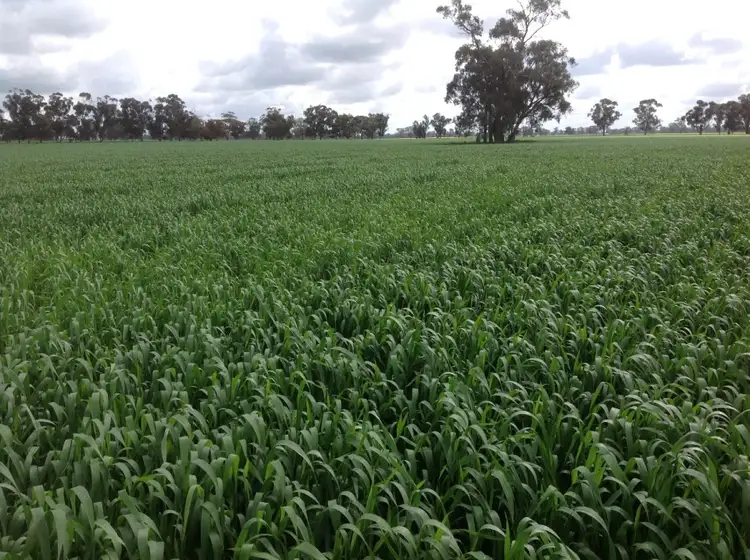 Sixth view of Homely rural property listing, 591 Warrangoon Siding Road, Mulwala NSW 2647