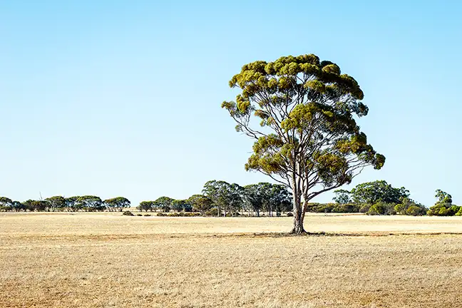 Main view of Homely rural property listing, 106 Lake Brown-Bonnie Rock Road, Mukinbudin WA 6479