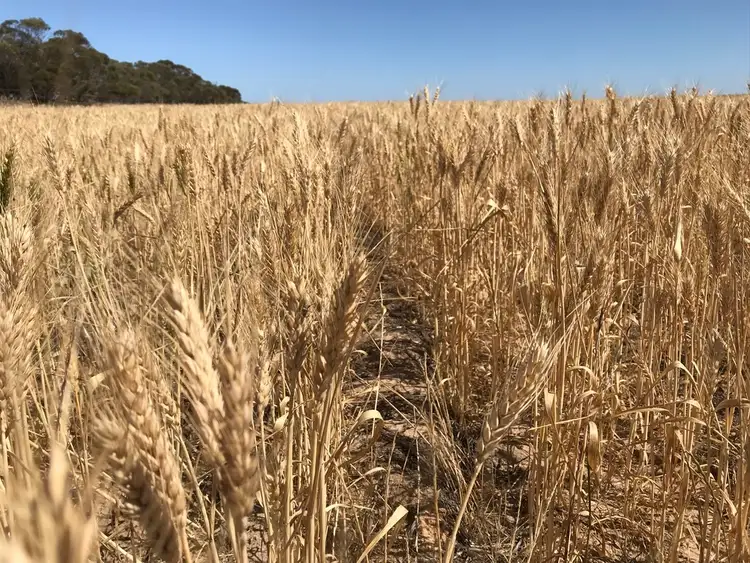 Third view of Homely rural property listing, 837 Morrow Road, Darke Peak SA 5642