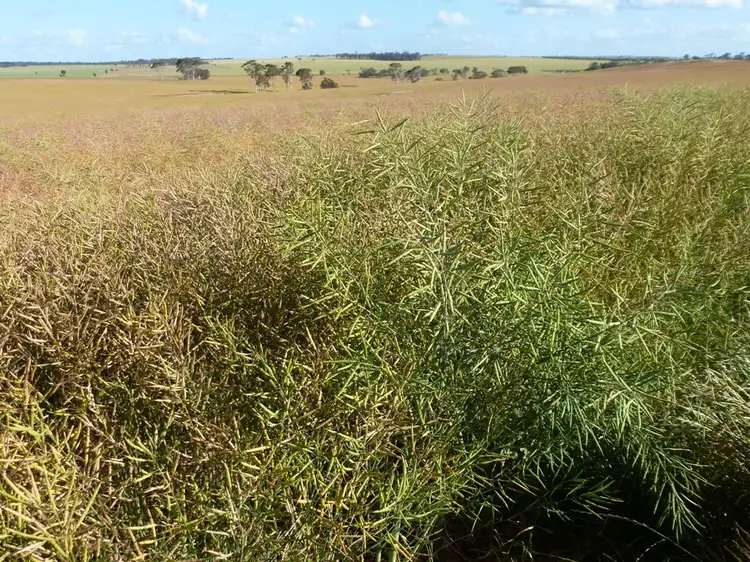 Fifth view of Homely rural property listing, 2252 Northam-Pithara Rd, Goomalling WA 6460