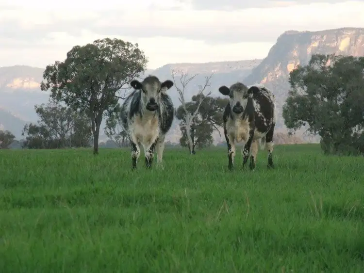 Main view of Homely rural property listing, Lot 13 Genowlan Road, Glen Alice NSW 2849