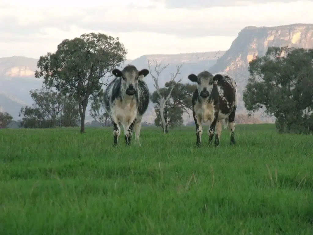 Main view of Homely rural property listing, Lot 13 Genowlan Road, Glen Alice NSW 2849