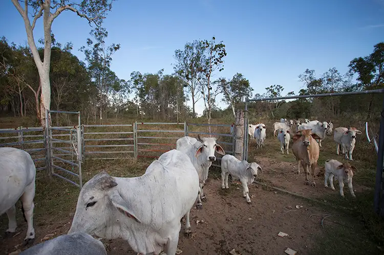 Fourth view of Homely rural property listing, 251 Bells Road, Palmyra QLD 4751