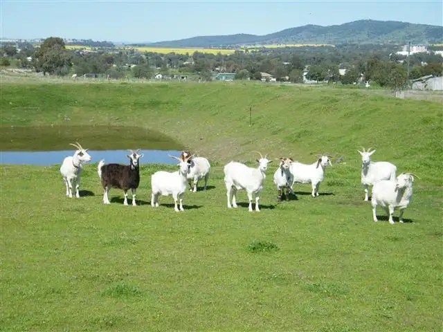 Main view of Homely house listing, 150 Deeks Road, Werris Creek NSW 2341