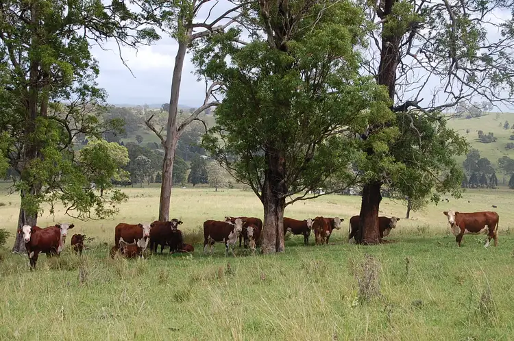 Fourth view of Homely rural property listing, 'Green Park', Mallanganee NSW 2469