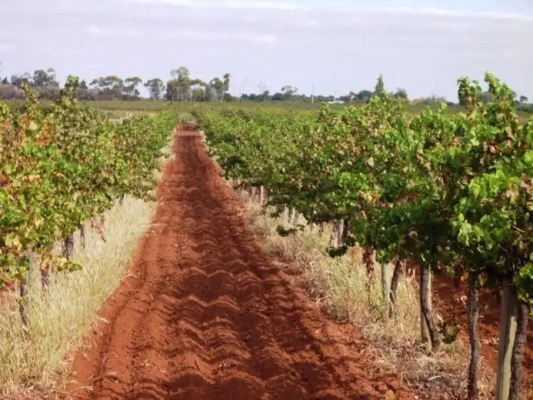 - Cnr French and Balfour Ogilvy Road, Loxton North SA 5333