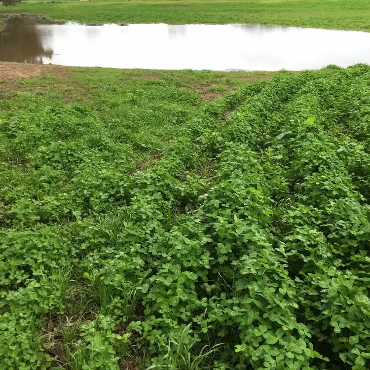 Sixth view of Homely rural property listing, 828 Padthaway Road, Mundulla SA 5270