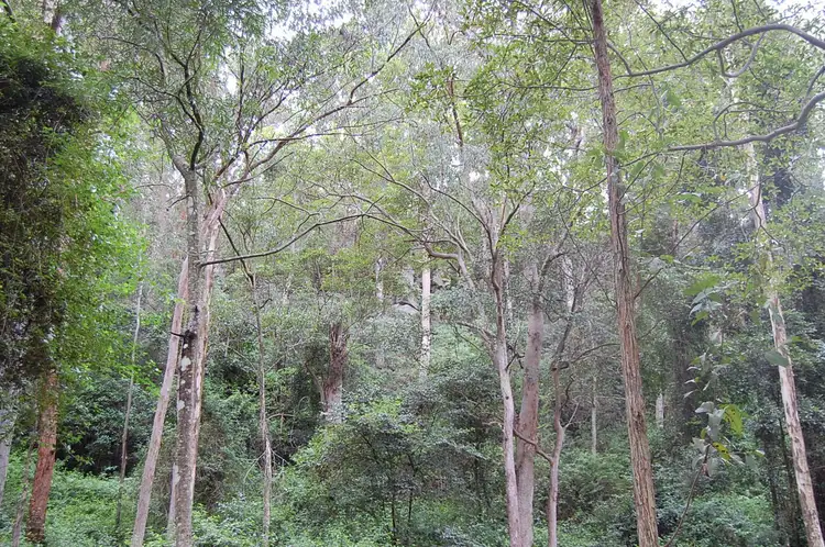 Third view of Homely rural property listing, 544 Duck Creek Road, Old Bonalbo NSW 2469
