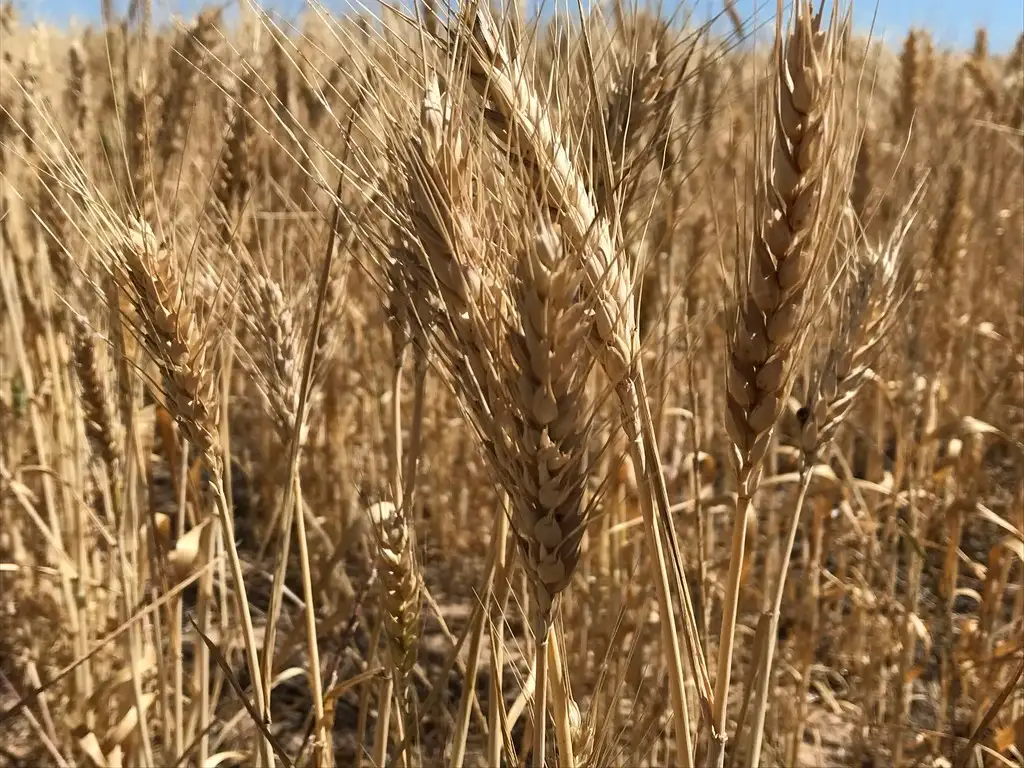 Main view of Homely rural property listing, 837 Morrow Road, Darke Peak SA 5642