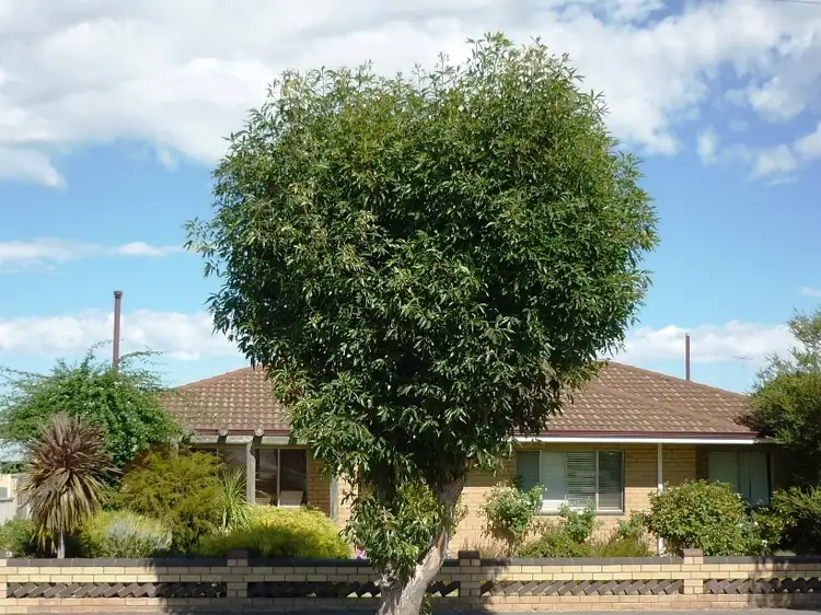 Main view of Homely house listing, 44 Adam Street, Katanning WA 6317