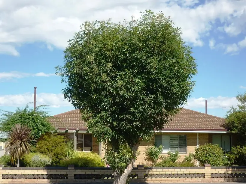 Main view of Homely house listing, 44 Adam Street, Katanning WA 6317