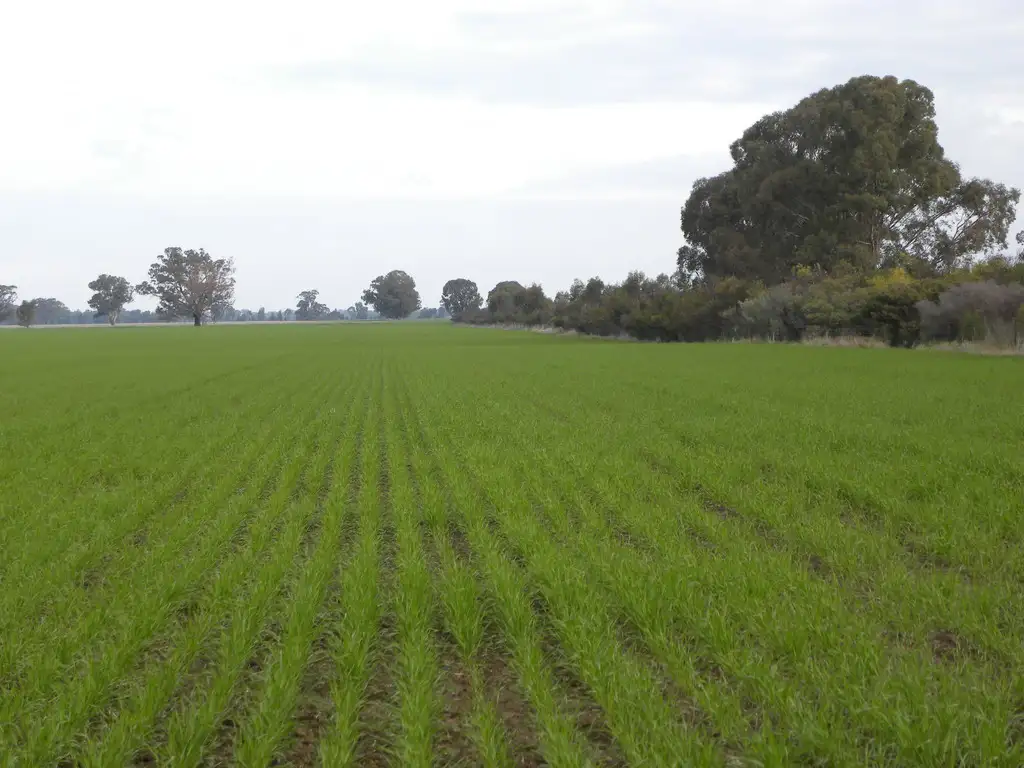 Main view of Homely rural property listing, 'Fairfield' 9517 Riverina Highway, Corowa NSW 2646