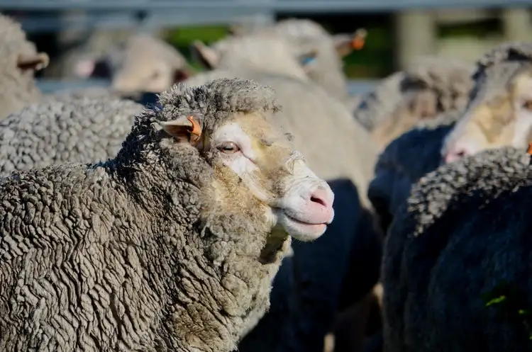 Seventh view of Homely rural property listing, 1884 Old Naracoorte Road, Robe SA 5276