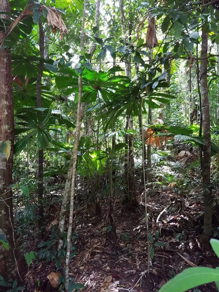 Second view of Homely land listing, 385 Maple Road, Daintree QLD 4873