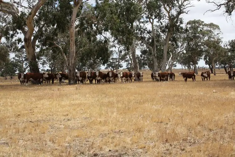 Fifth view of Homely rural property listing, 1020 Boddington West Road, Naracoorte SA 5271