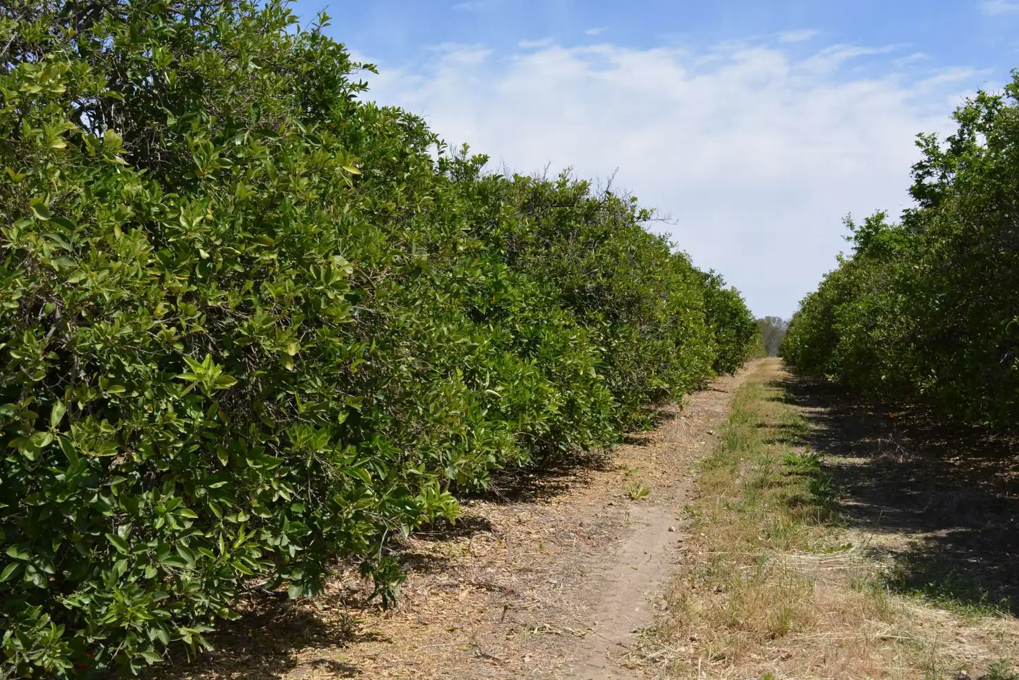 Main view of Homely rural property listing, Lot 9 Channel Road, Curlwaa NSW 2648
