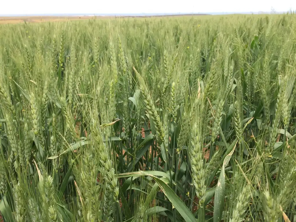 Main view of Homely rural property listing, Sections Hundred HAWKER, Cowell SA 5602