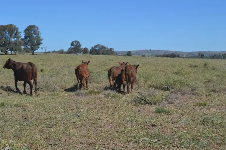 Fifth view of Homely rural property listing, 560 Engels Road, Goovigen QLD 4702