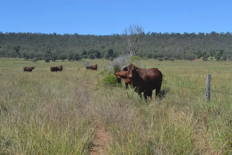 Second view of Homely rural property listing, 560 Engels Road, Goovigen QLD 4702