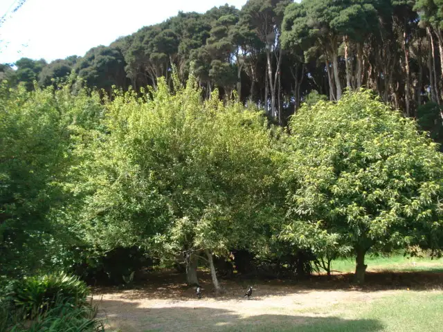 Fifth view of Homely rural property listing, The Esplanade, Naracoopa, King Island TAS 7256