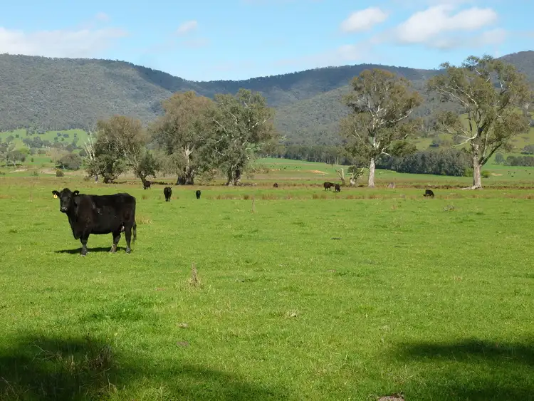 Third view of Homely rural property listing, 1169 Omeo Highway, Tallangatta VIC 3700