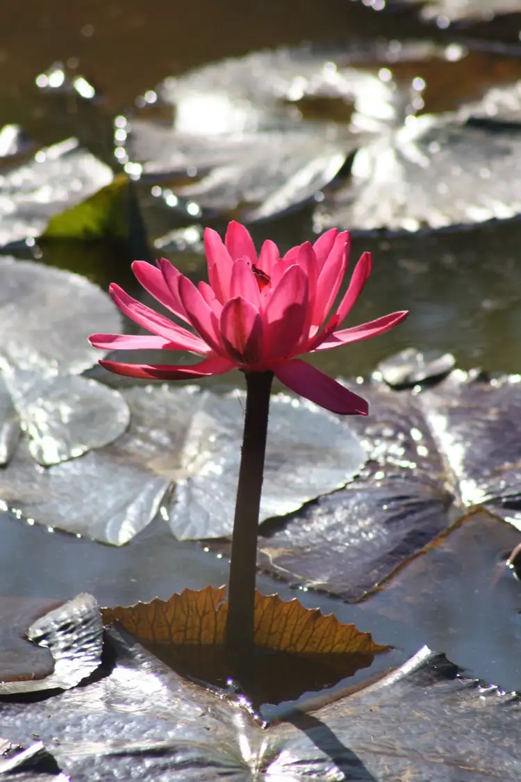 Third view of Homely land listing, 12 Karumba Place, Beerwah QLD 4519