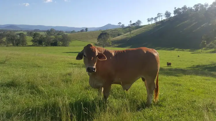 Main view of Homely rural property listing, 2378 Gympie Woolooga Rd, Widgee QLD 4570