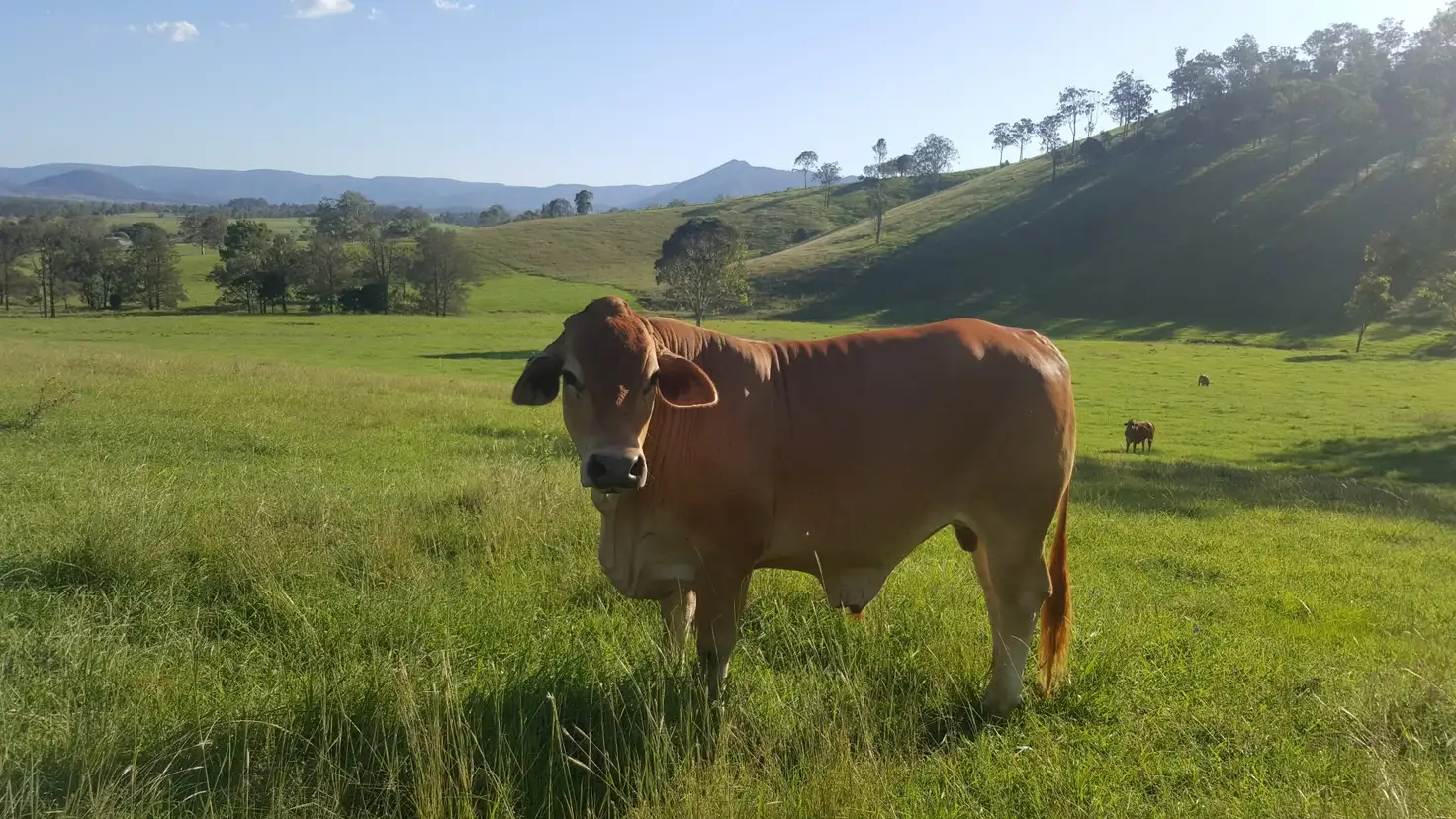 Main view of Homely rural property listing, 2378 Gympie Woolooga Rd, Widgee QLD 4570