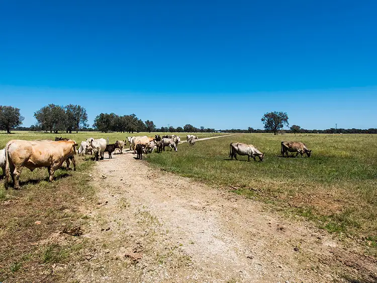 Fourth view of Homely rural property listing, 1484 Kargotich Rd, Mardella WA 6125