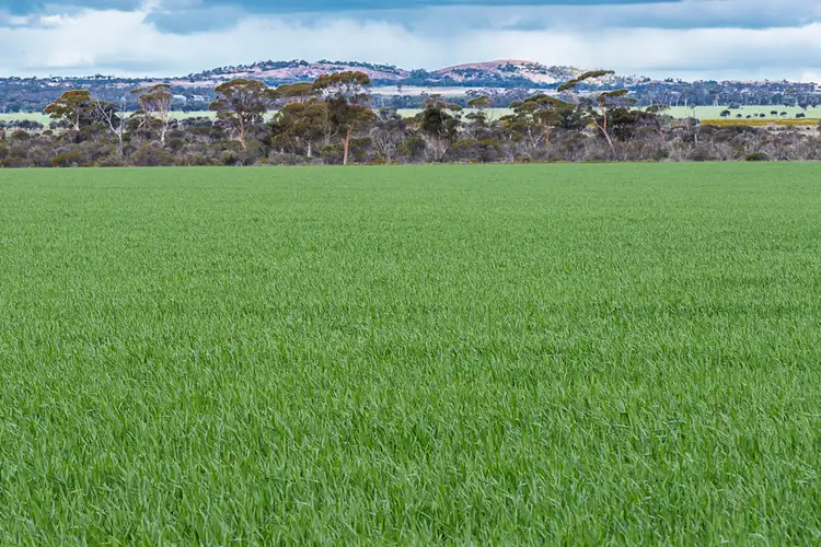 Seventh view of Homely rural property listing, Mt Grey Group Nungarin North Road, Nungarin WA 6490